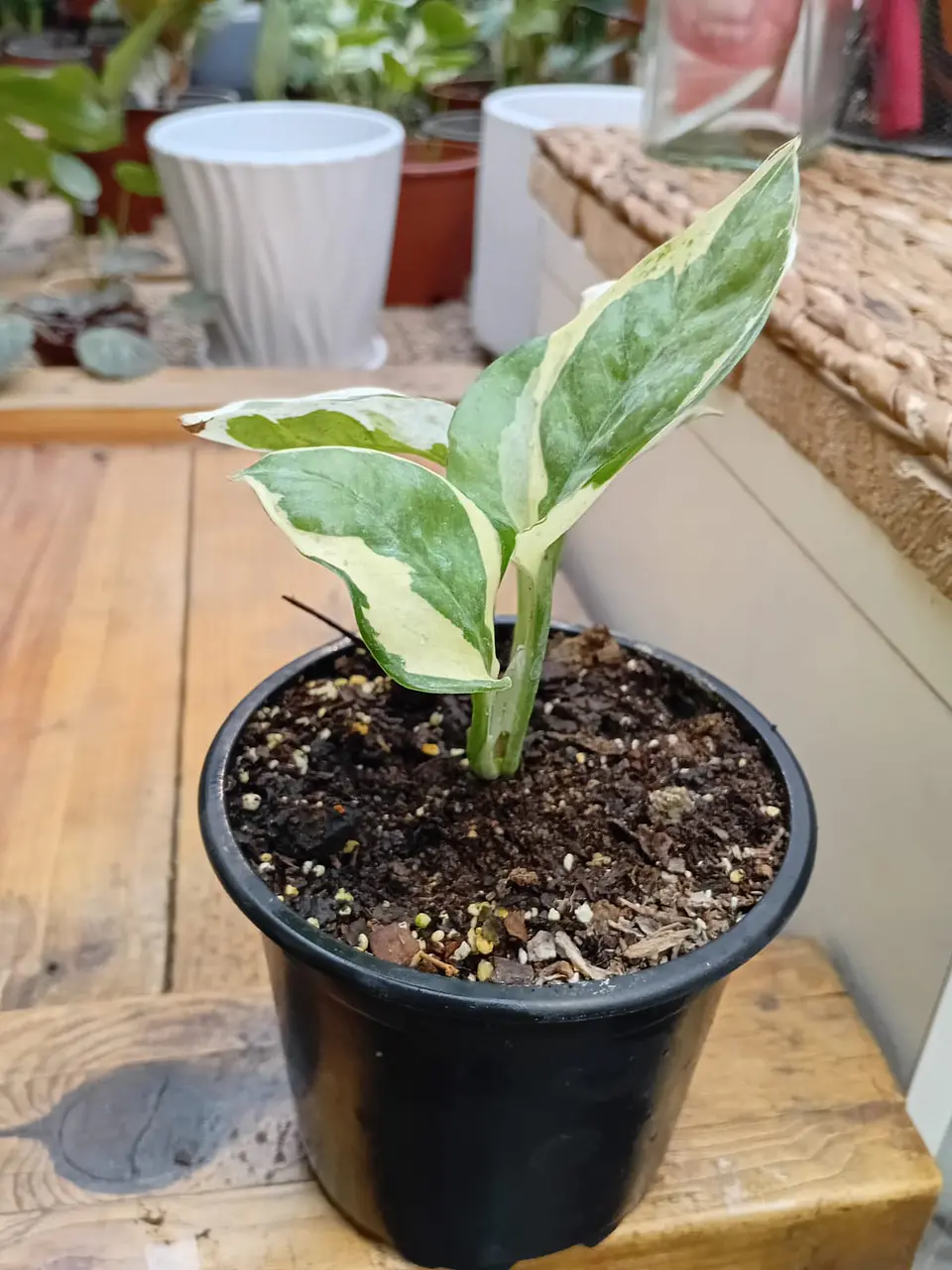 Plantas RV - Pothus Pearls and Jade S  1