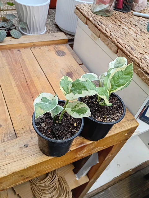 Plantas RV - Pothus Pearls and Jade S 