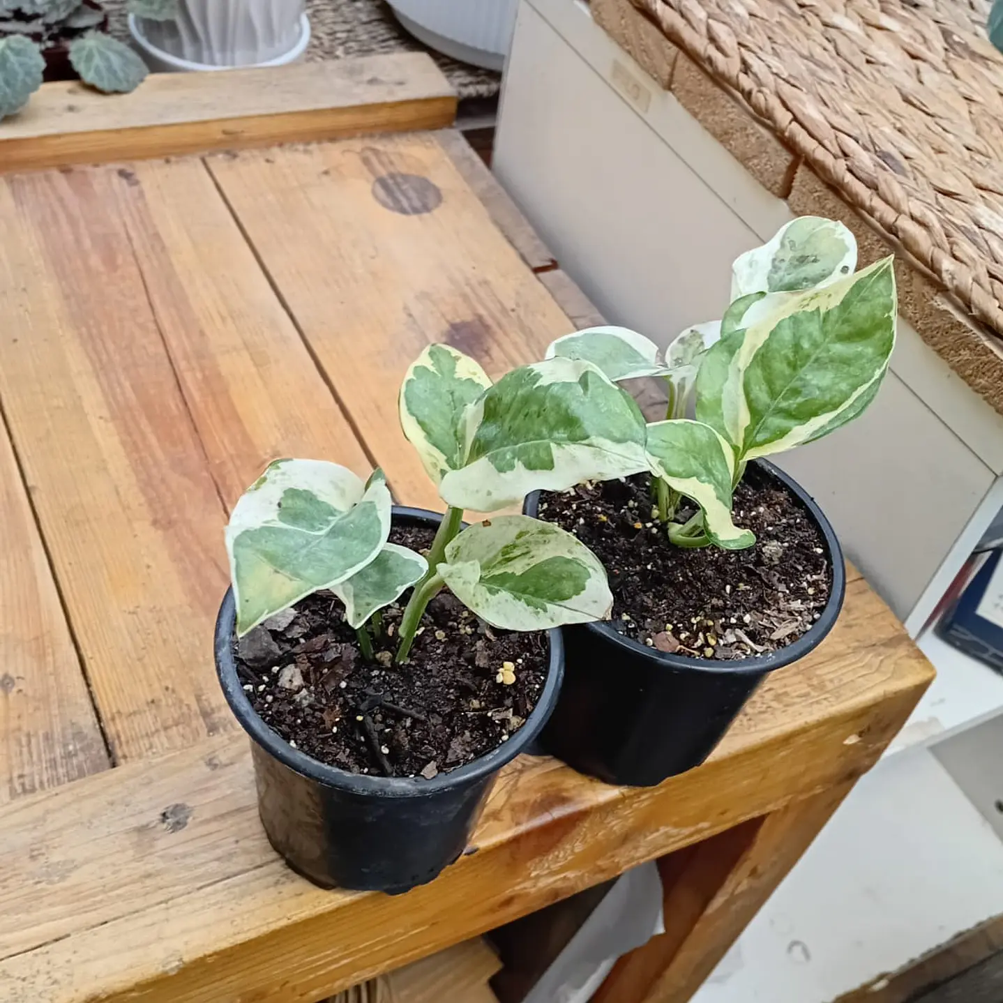 Plantas RV - Pothus Pearls and Jade S  2