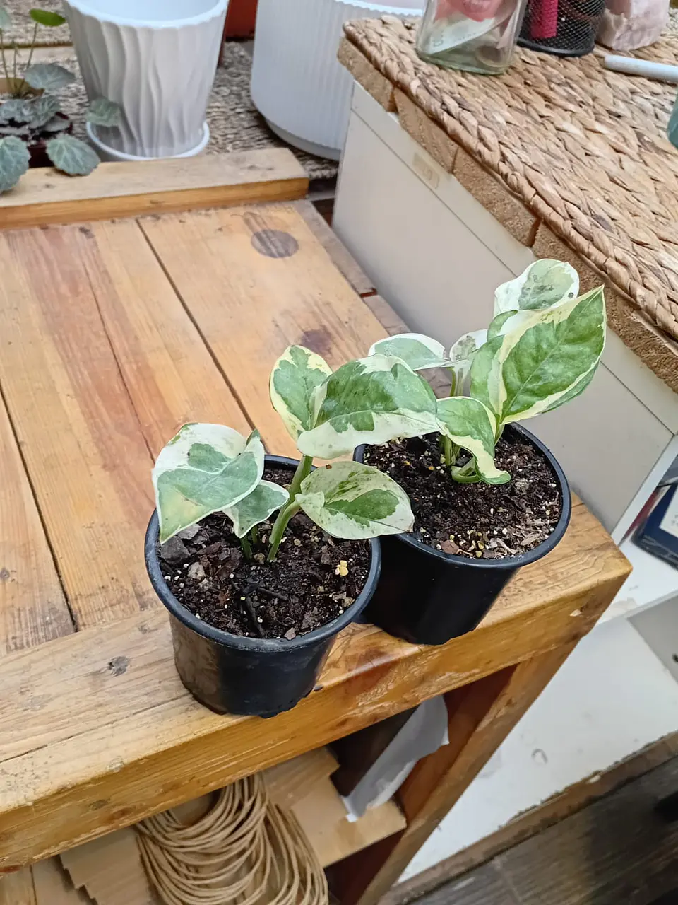 Plantas RV - Pothus Pearls and Jade S  2