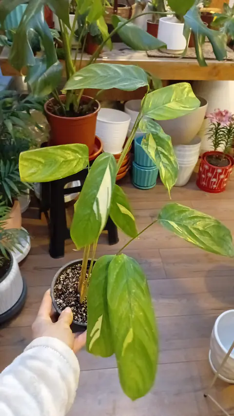 Plantas RV - Maranta Lubbersiana tamaño M 