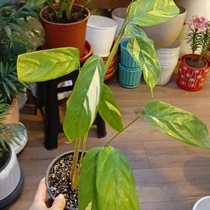 Plantas RV - Maranta Lubbersiana tamaño M 