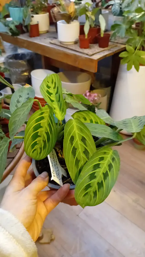 Plantas RV - Maranta Kerchoveana Variegada 