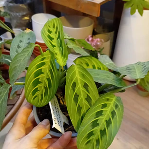Plantas RV - Maranta Kerchoveana Variegada 