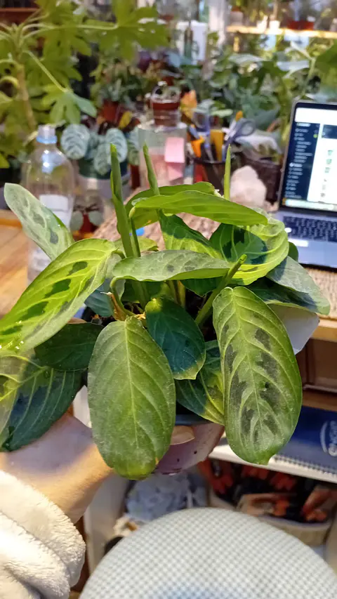 Plantas RV - Maranta Kerchoveana Variegada 