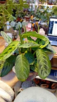 Plantas RV - Maranta Kerchoveana Variegada  - Miniatura 2