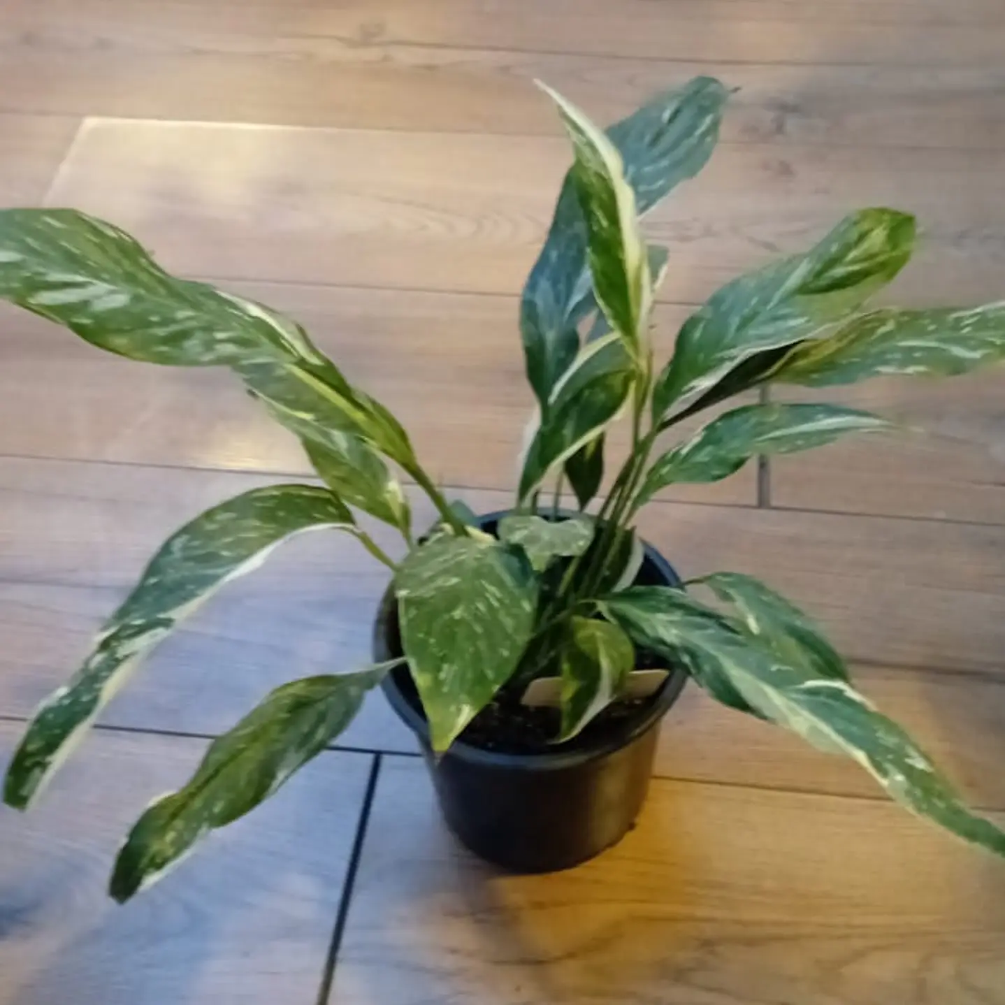 Plantas RV - Spatifilium Variegado tamaño M  1