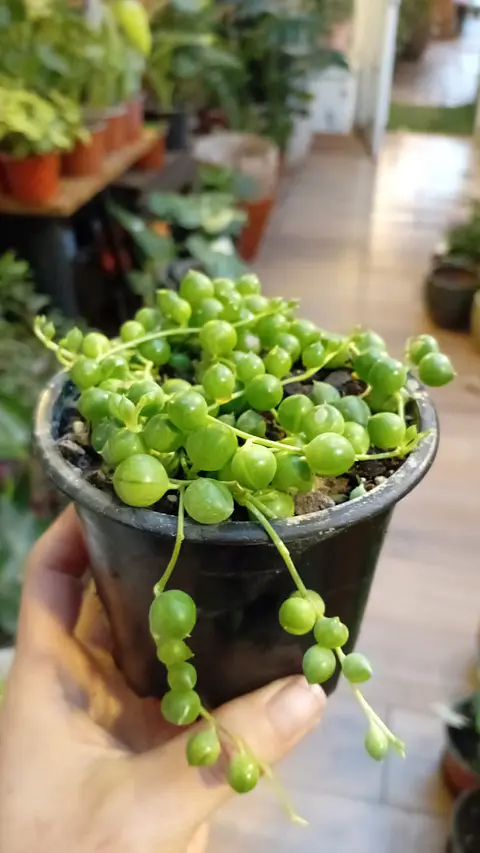 Plantas RV - Rosario tamaño S 