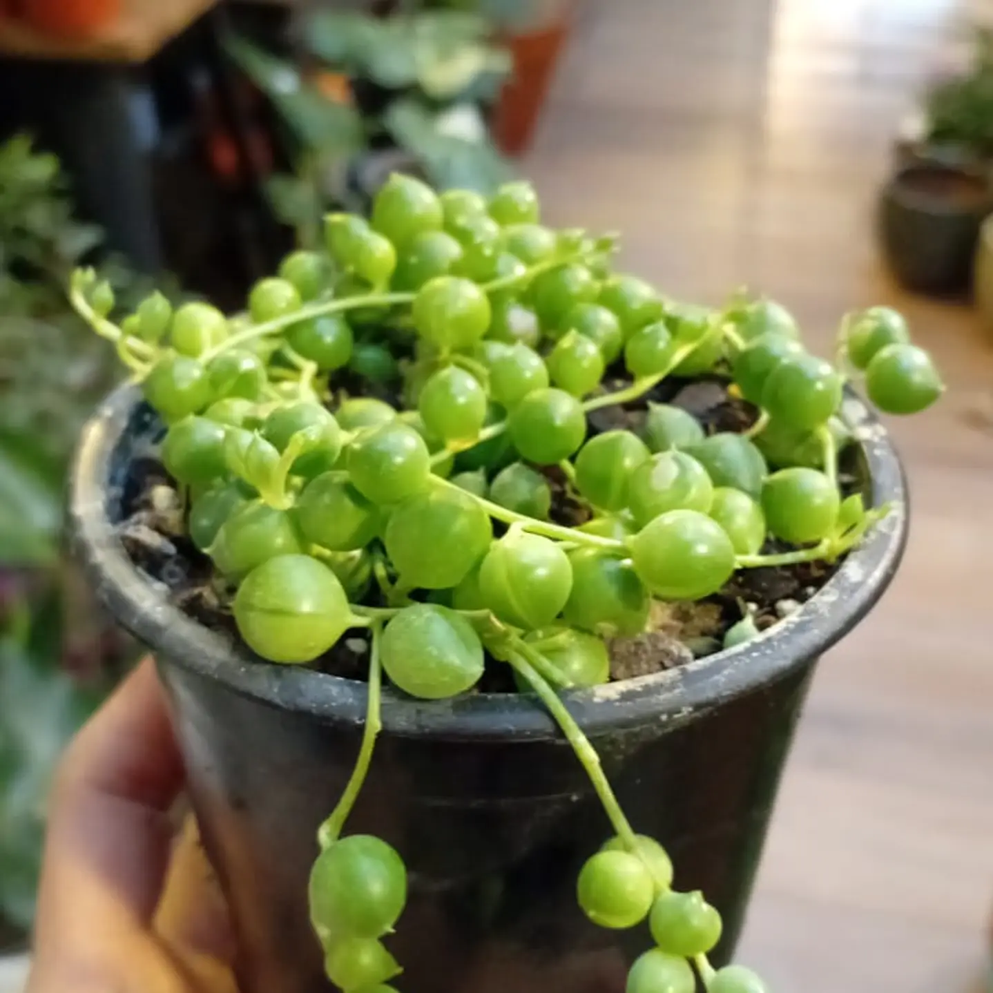 Plantas RV - Rosario tamaño S  1