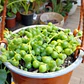Plantas RV - Rosario Tamaño Tamaño M - thumbnail 2