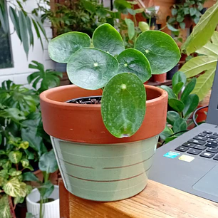 Plantas RV - Pilea peperomioides tamaño S