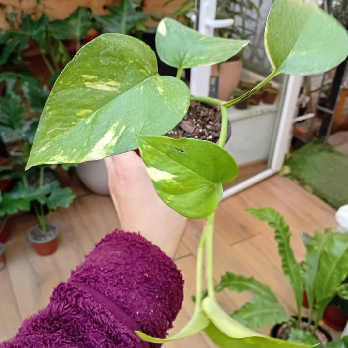 Plantas RV - Pothus Golden Tamaño M  1