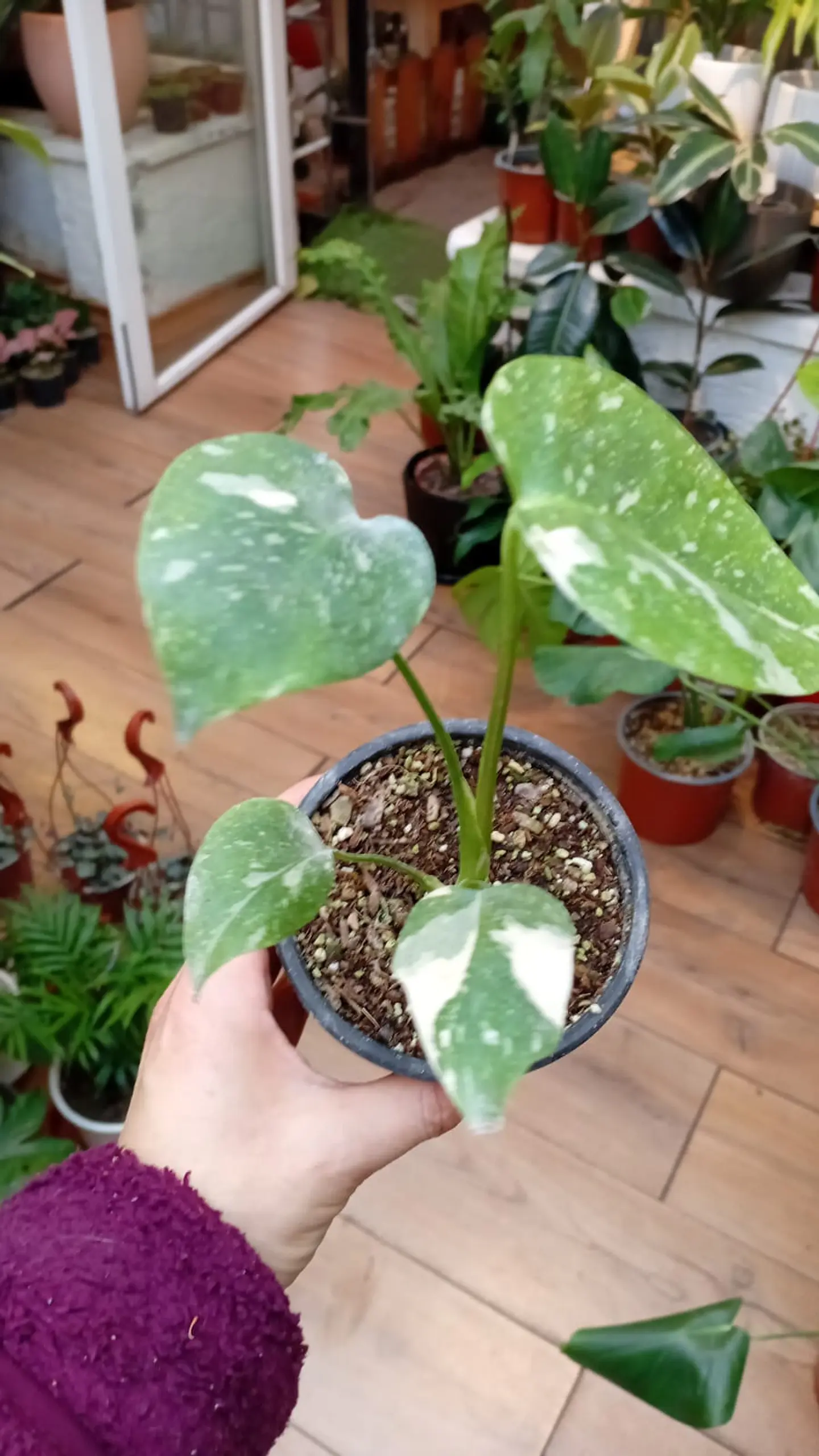 Plantas RV - Monstera Thai Tamaño S  1