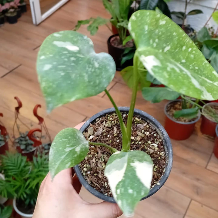 Plantas RV - Monstera Thai Tamaño S  1