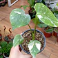 Plantas RV - Monstera Thai Tamaño S  - thumbnail 2