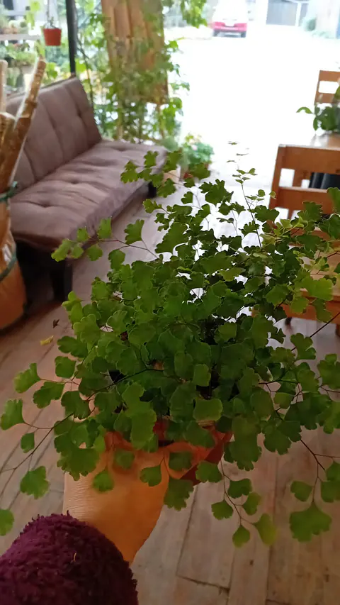 Plantas RV - Helecho Palito Negro 