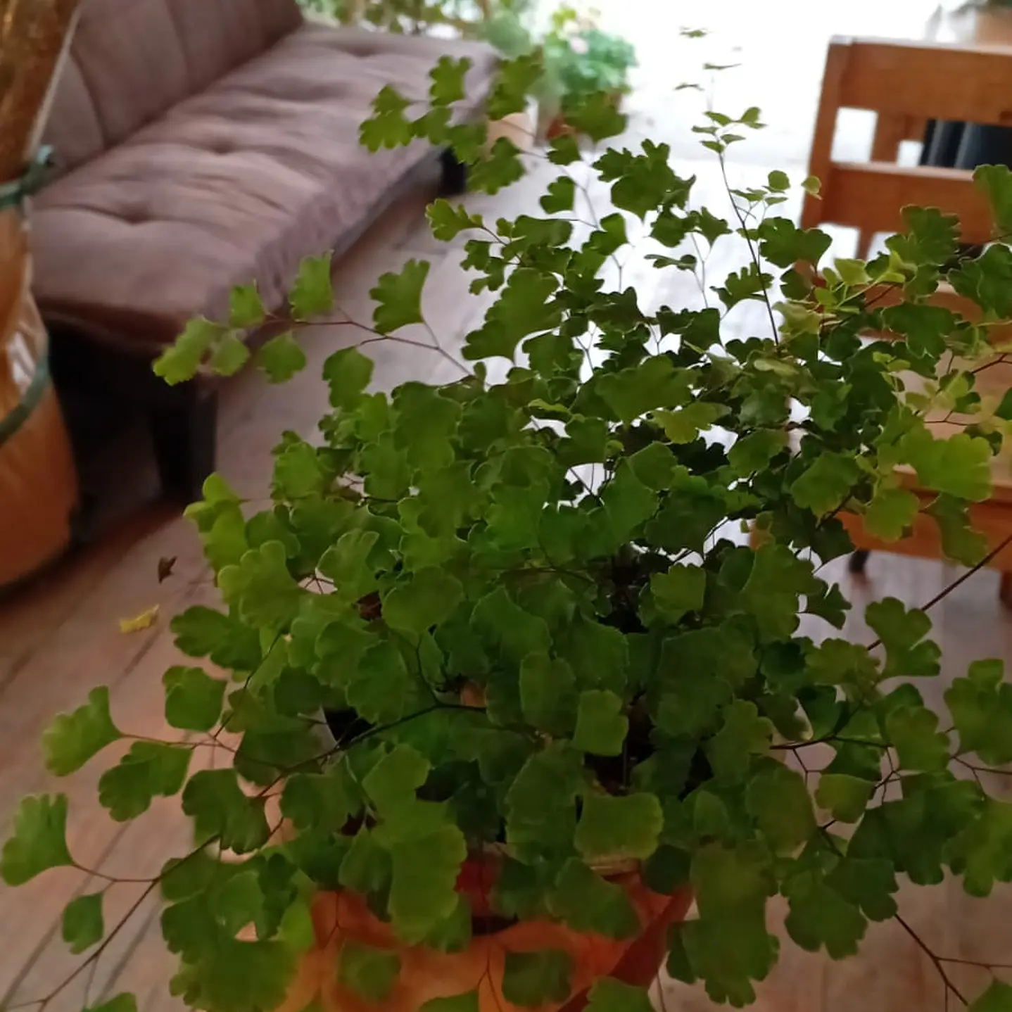 Plantas RV - Helecho Palito Negro  1