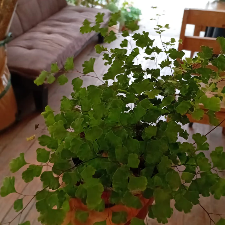 Plantas RV - Helecho Palito Negro  1