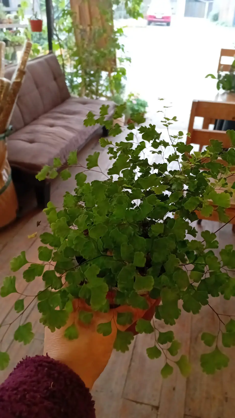 Plantas RV - Helecho Palito Negro  1