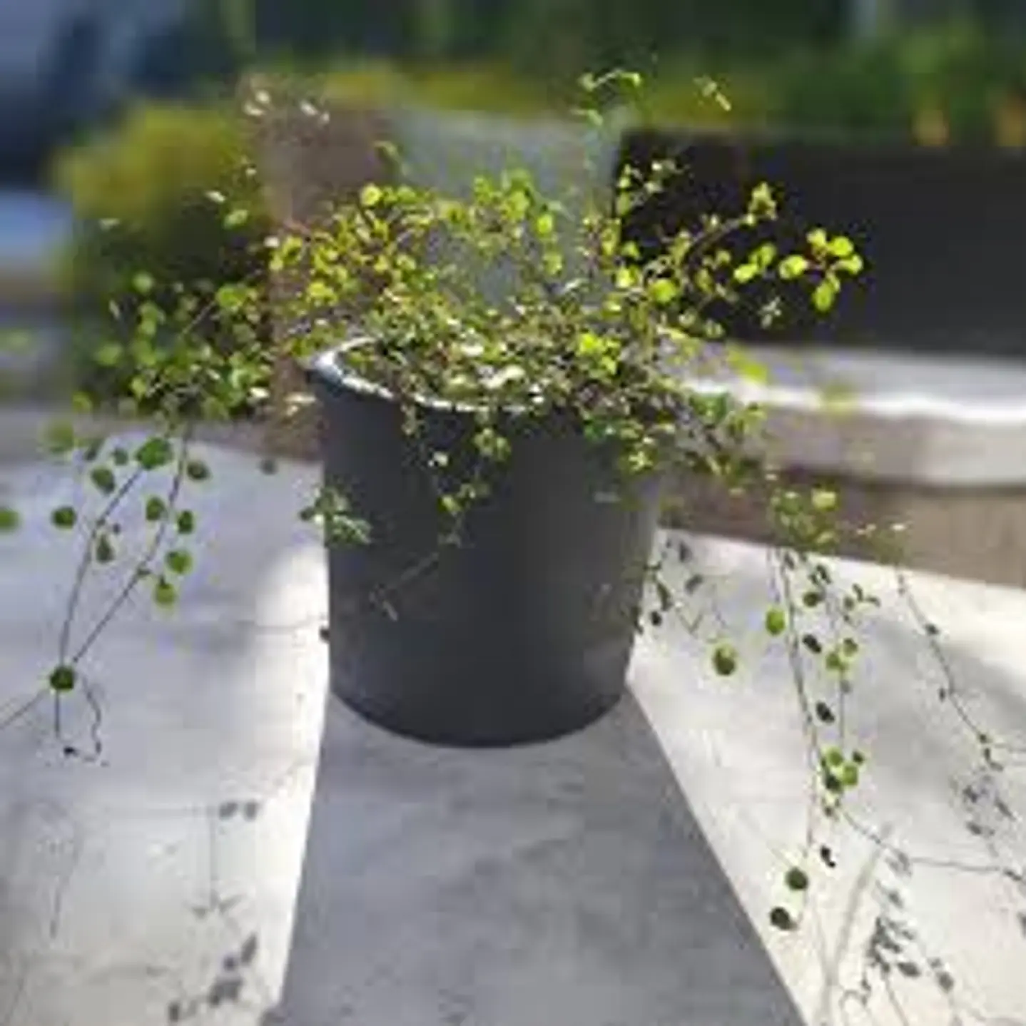 Plantas RV - Muehlenbeckia complexa 1