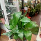 Plantas RV- Spatifilium tamaño M - thumbnail 1