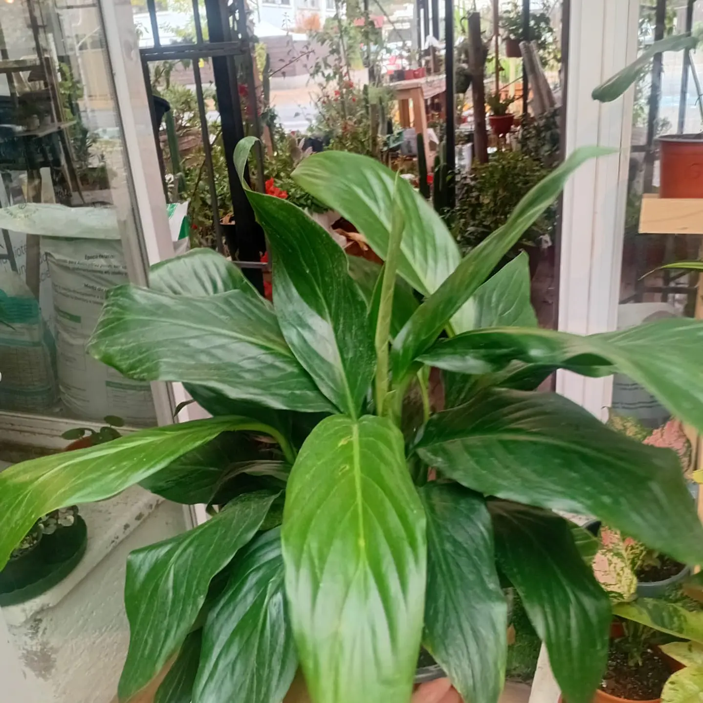 Plantas RV- Spatifilium tamaño M 2
