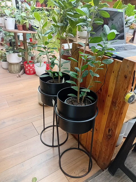 Plantas RV - Porta macetero Pedestal Negro 