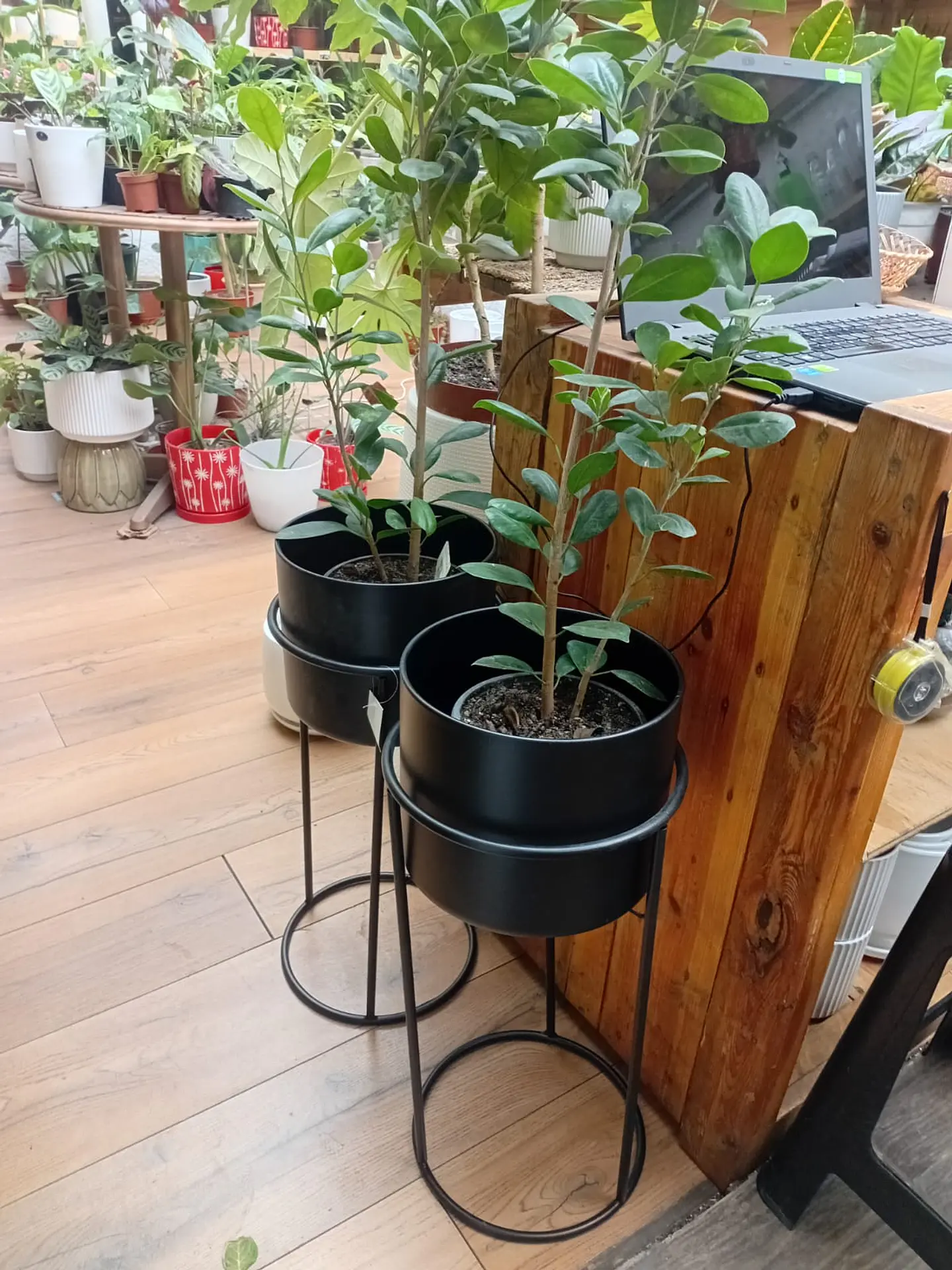 Plantas RV - Porta macetero Pedestal Negro  2