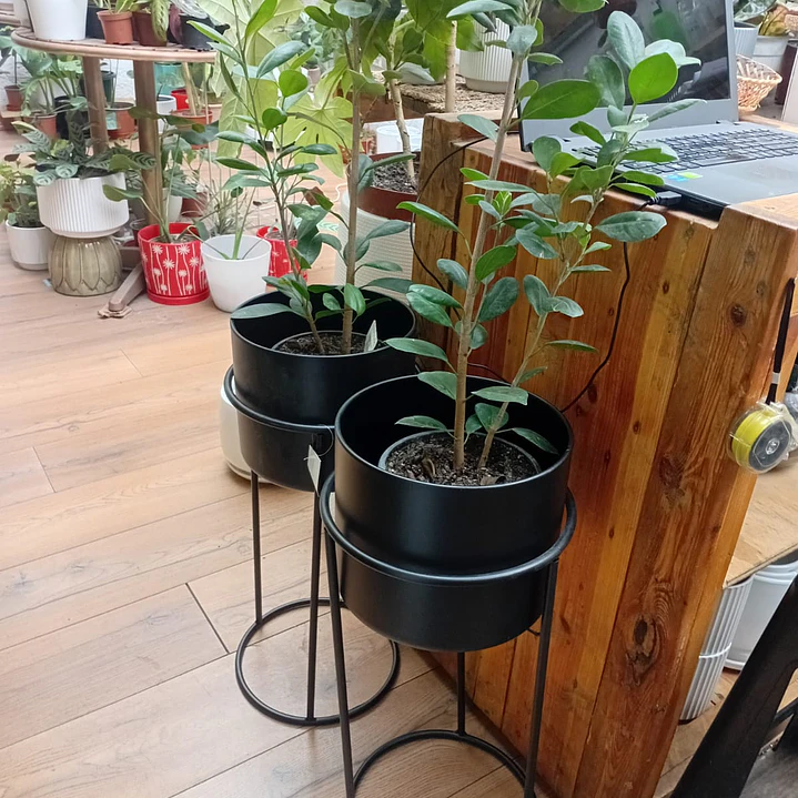 Plantas RV - Porta macetero Pedestal Negro  2