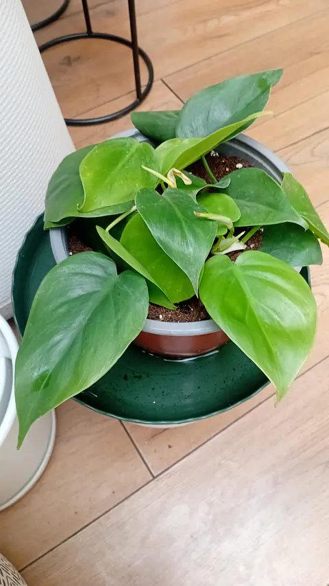 Plantas RV -Filodendro Cordatum M 