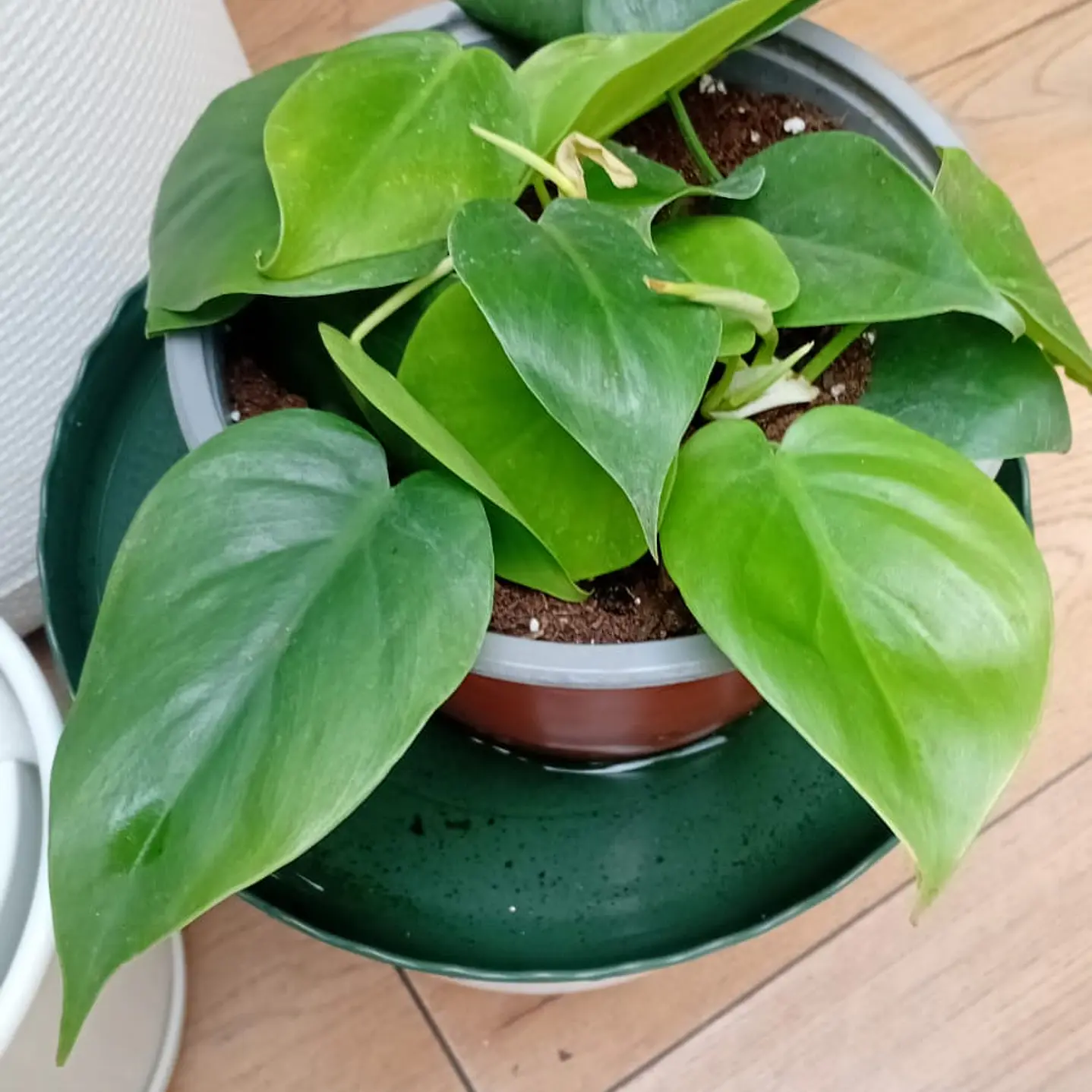 Plantas RV -Filodendro Cordatum M  1