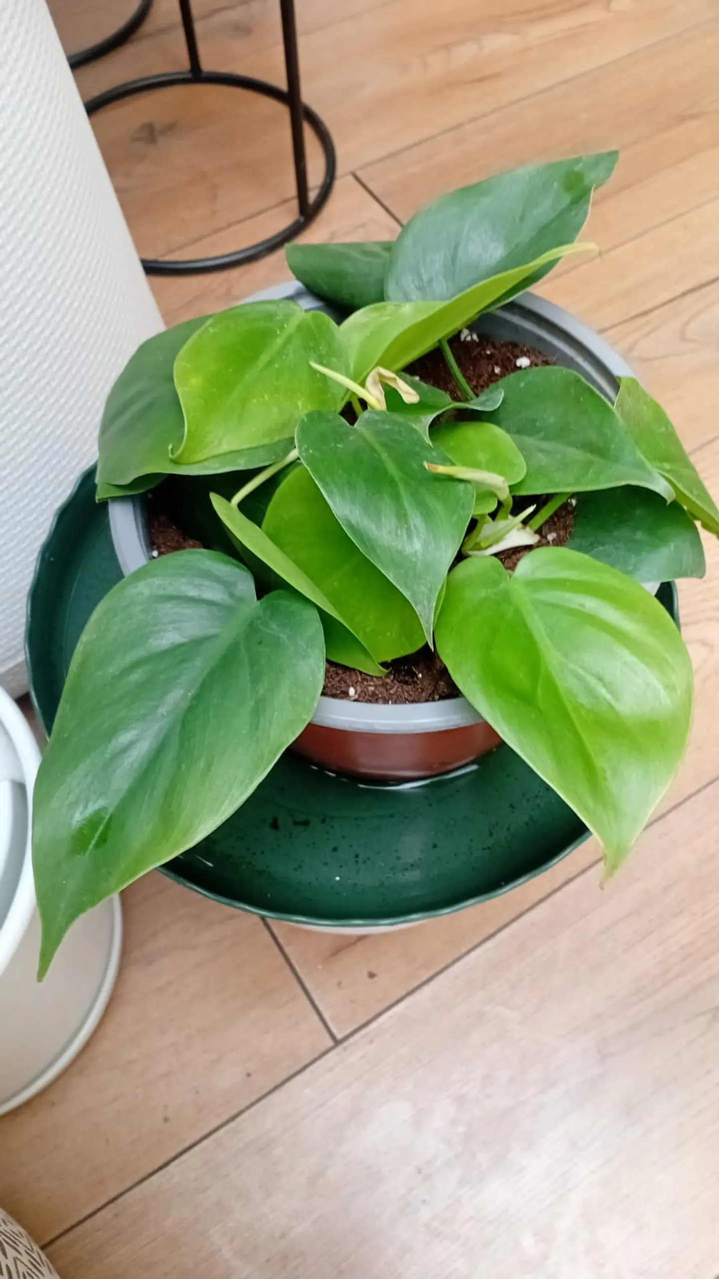 Plantas RV -Filodendro Cordatum M  1