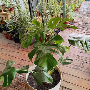 Plantas RV - Monstera Deliciosa Tamaño  XXL + Maceta con ruedas