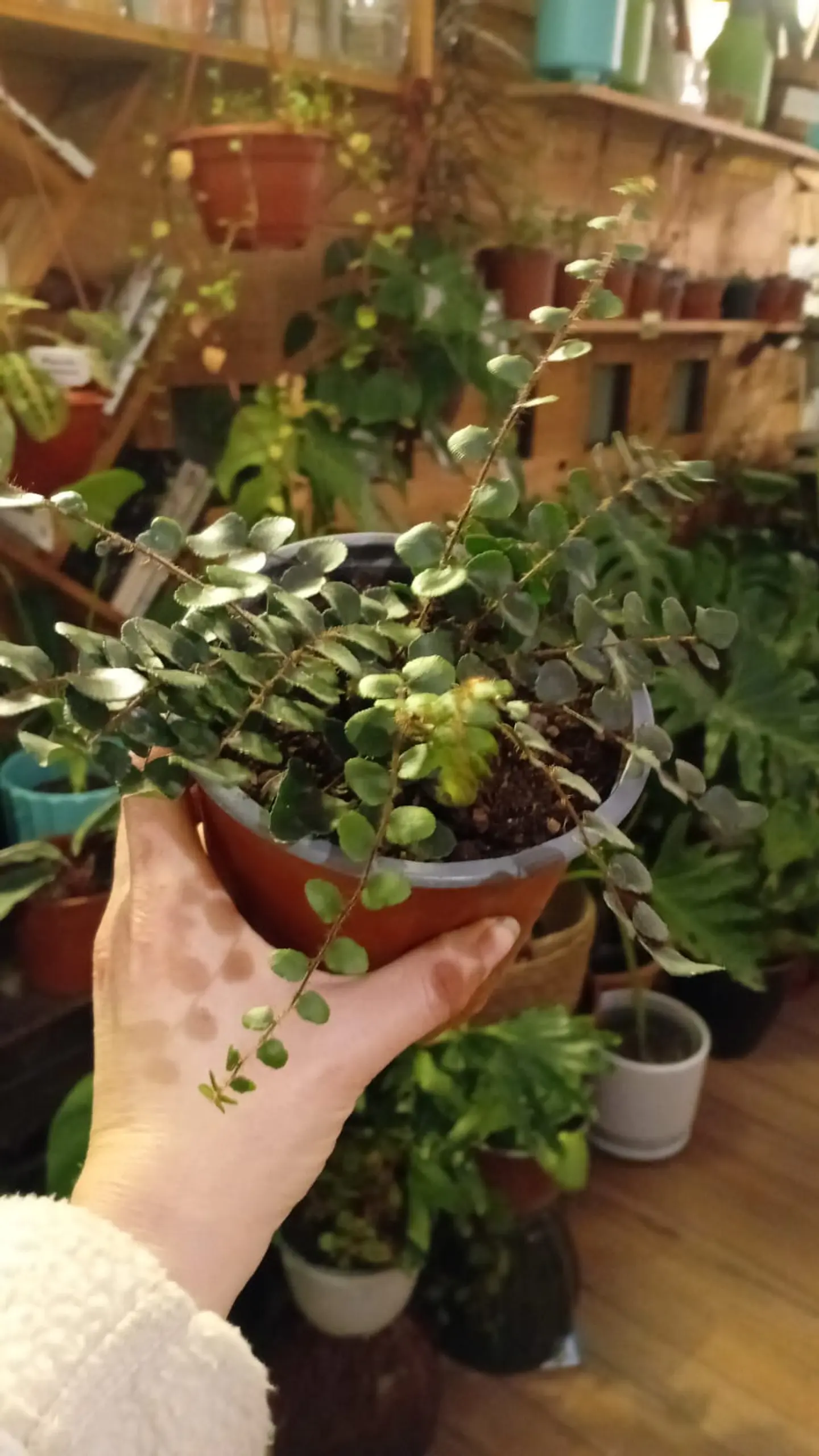 Plantas RV  - Helecho lenteja  1