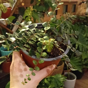 Plantas RV  - Helecho lenteja 