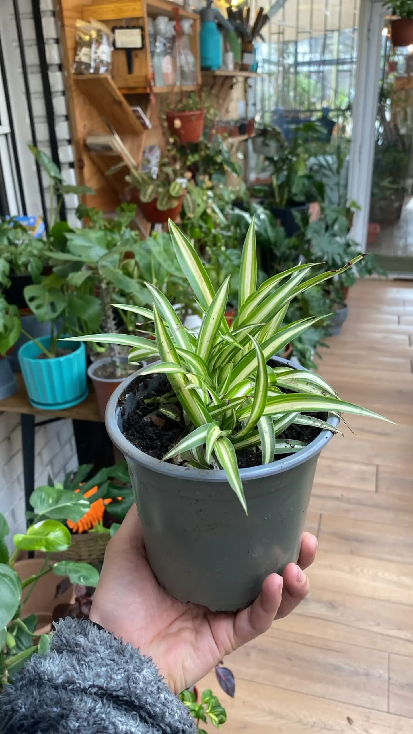 Plantas RV - Cinta tamaño S  1