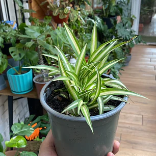Plantas RV - Cinta tamaño S 