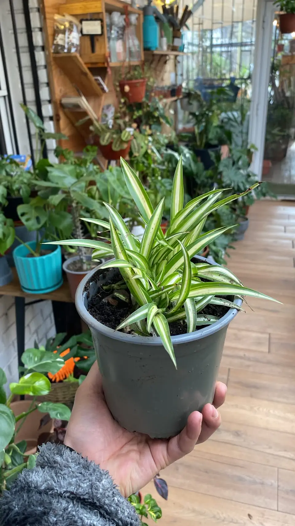 Plantas RV - Cinta tamaño S  1