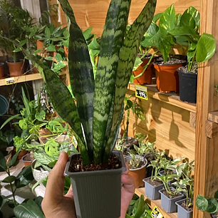Plantas RV - Pack 2x1  Sansevieria Black Coral