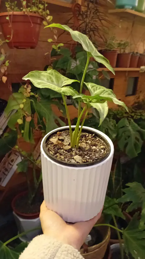 Plantas RV - Pack  Singonio Silver + Portamaceta S 