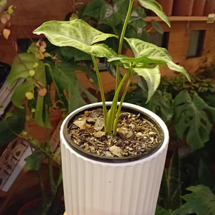 Plantas RV - Pack  Singonio Silver + Portamaceta S 