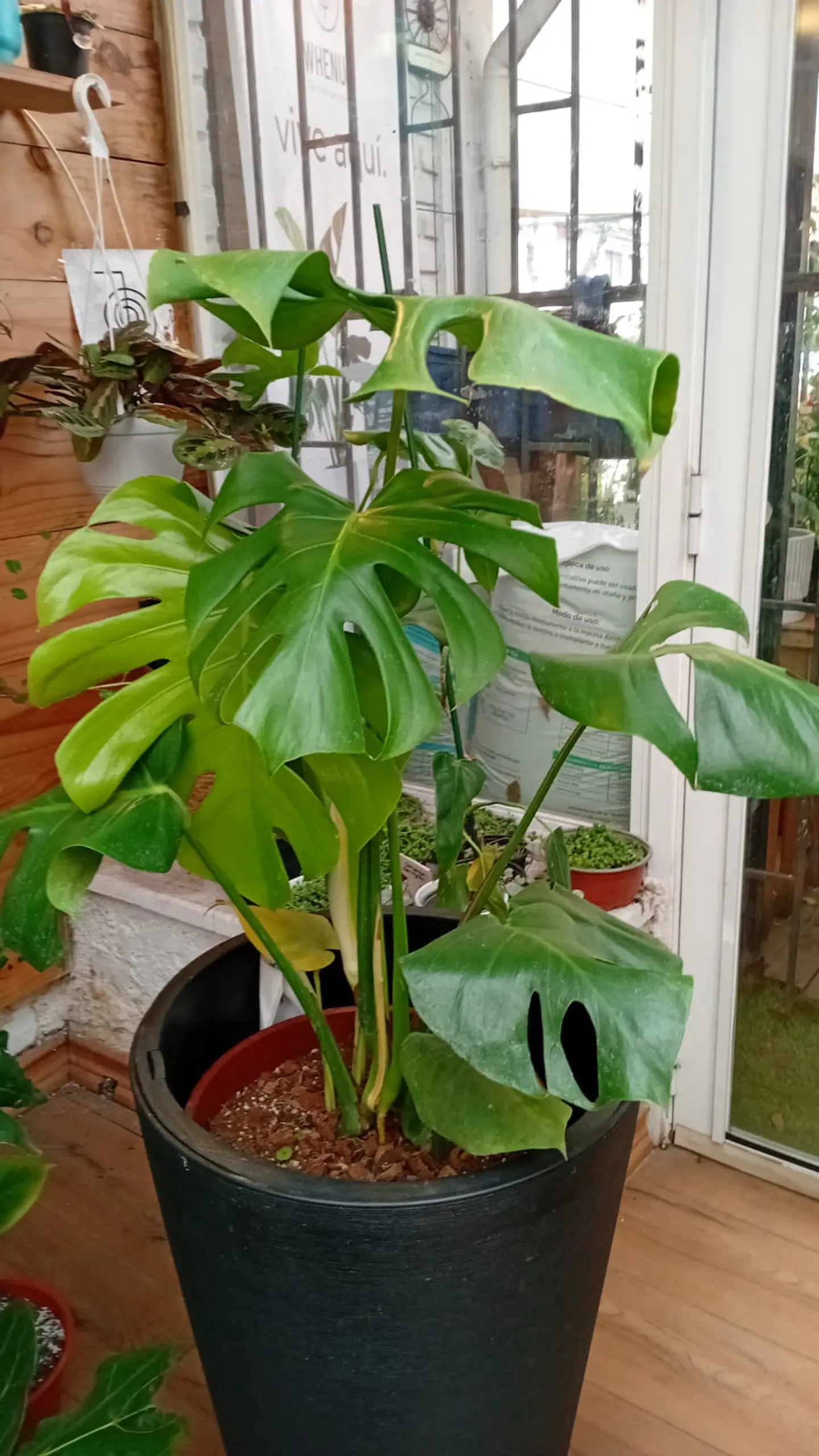 Plantas RV - Monstera Deliciosa Tamaño XL (sin maceta)  1