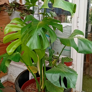 Plantas RV - Monstera Deliciosa Tamaño XL (sin maceta) 