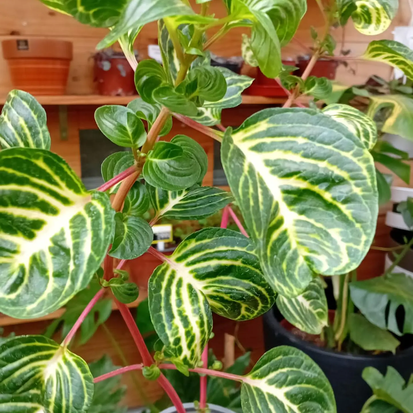Plantas RV - Iresine tamaño S  2