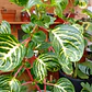 Plantas RV - Iresine tamaño S  - Miniatura 2