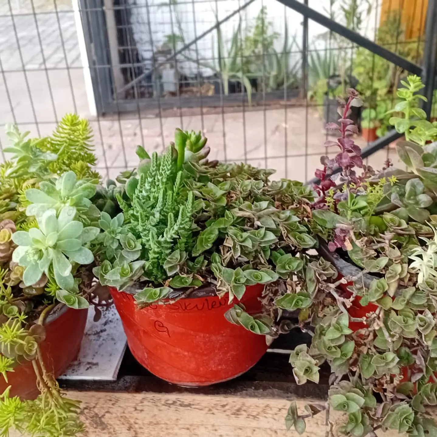 Plantas RV - Arreglo Suculenta tamaño G  1