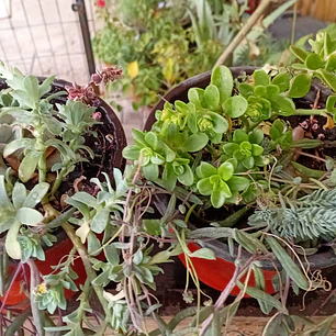 Plantas RV - Arreglo Suculenta tamaño M 