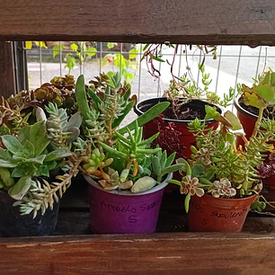 Plantas RV - Arreglo Suculenta tamaño S