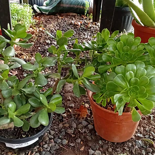 Plantas RV - Suculenta tamaño XL 