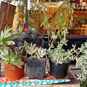 Plantas RV - Suculenta tamaño M